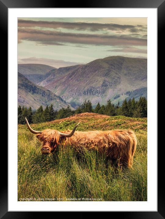 Glen Clova Highland Cow Framed Mounted Print by Craig Doogan