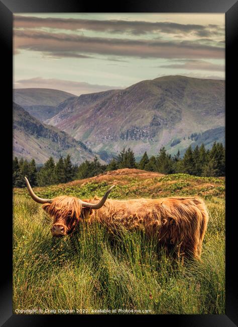 Glen Clova Highland Cow Framed Print by Craig Doogan