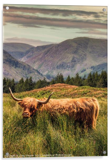 Glen Clova Highland Cow Acrylic by Craig Doogan