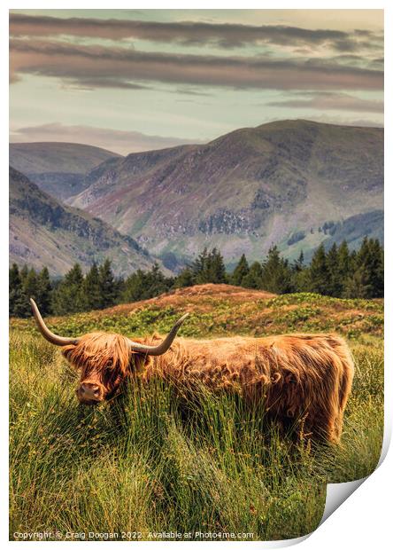 Glen Clova Highland Cow Print by Craig Doogan
