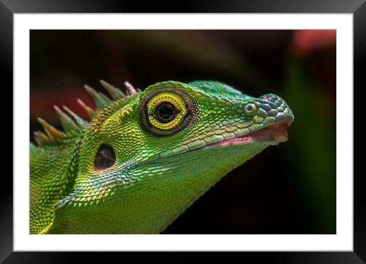 Green Crested Lizard Framed Mounted Print by Arterra 