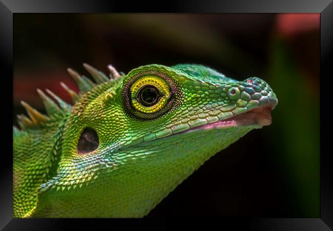 Green Crested Lizard Framed Print by Arterra 