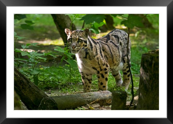 Mainland Clouded Leopard Framed Mounted Print by Arterra 