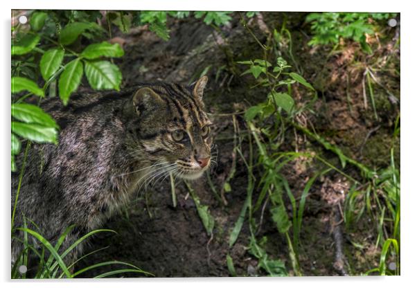 Fishing Cat Acrylic by Arterra 