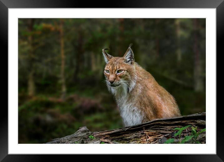 East Siberian Lynx Framed Mounted Print by Arterra 