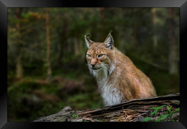 East Siberian Lynx Framed Print by Arterra 
