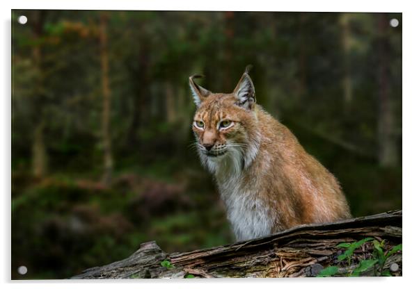 East Siberian Lynx Acrylic by Arterra 