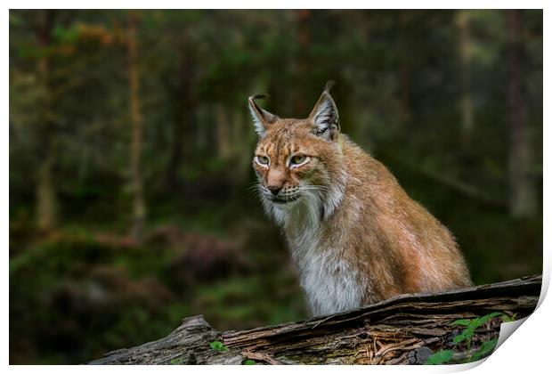 East Siberian Lynx Print by Arterra 