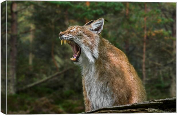 Yawning Lynx Canvas Print by Arterra 