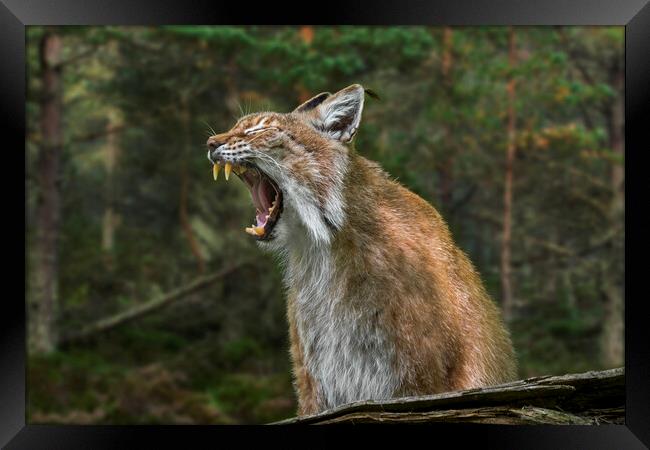 Yawning Lynx Framed Print by Arterra 