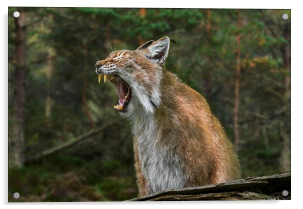 Yawning Lynx Acrylic by Arterra 