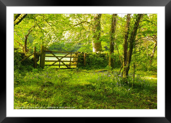 A Five Bar Gate Leads from the Woods to the Field Framed Mounted Print by Dave Bell