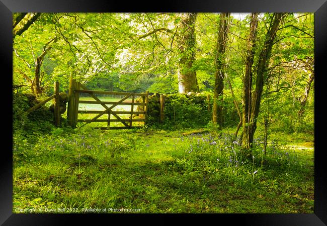 A Five Bar Gate Leads from the Woods to the Field Framed Print by Dave Bell