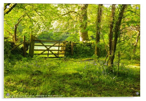 A Five Bar Gate Leads from the Woods to the Field Acrylic by Dave Bell
