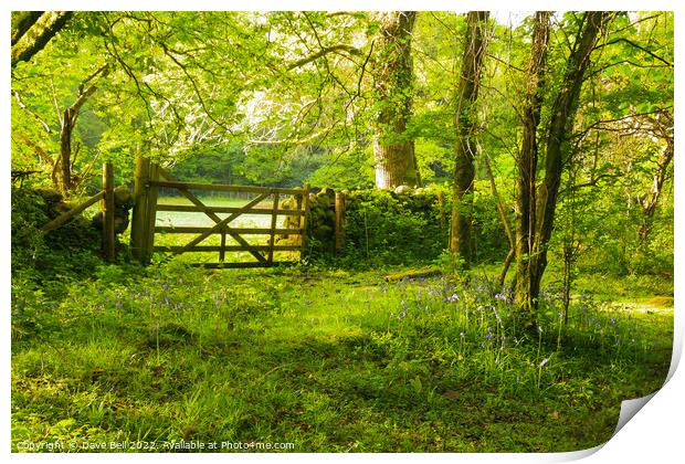 A Five Bar Gate Leads from the Woods to the Field Print by Dave Bell