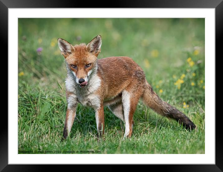 Young Fox in Meadow Framed Mounted Print by Paul Smith