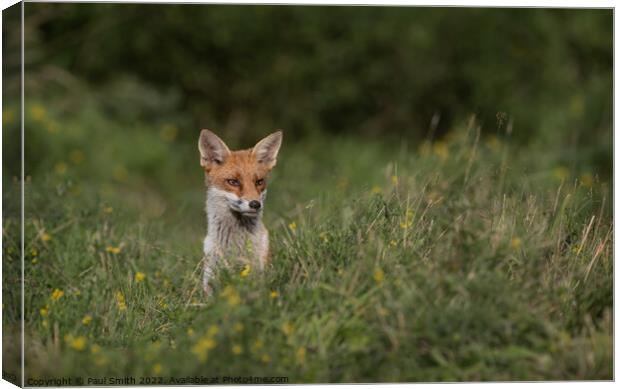 Young Fox Peering Through the Grass Canvas Print by Paul Smith