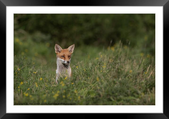 Young Fox Peering Through the Grass Framed Mounted Print by Paul Smith