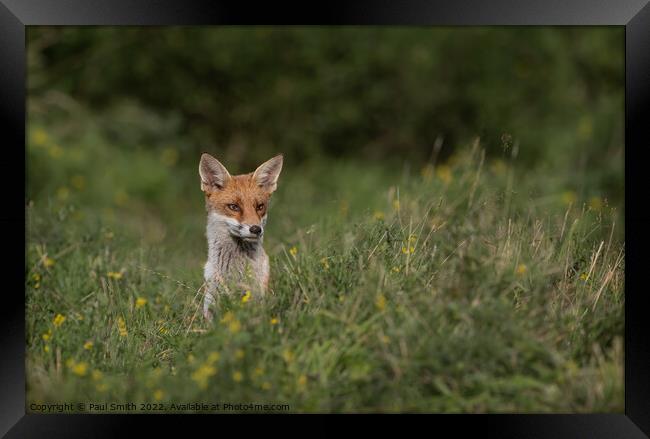 Young Fox Peering Through the Grass Framed Print by Paul Smith
