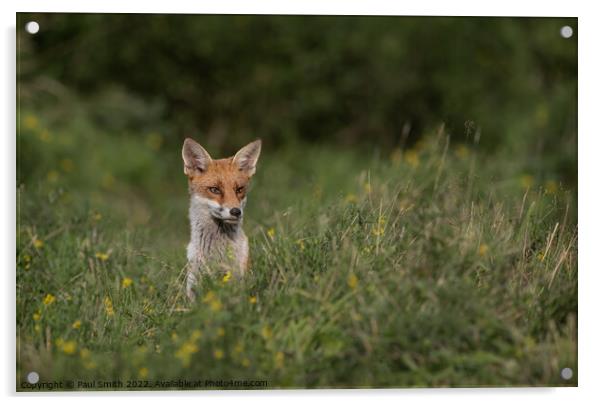 Young Fox Peering Through the Grass Acrylic by Paul Smith