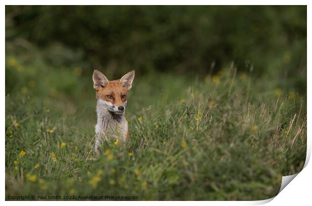Young Fox Peering Through the Grass Print by Paul Smith