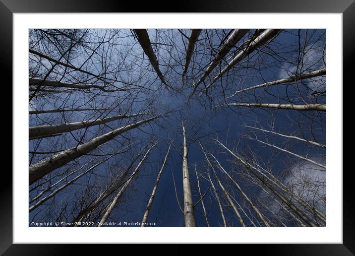 Tall Straight Leafless Aspen Trees. Framed Mounted Print by Steve Gill