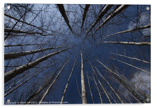 Tall Straight Leafless Aspen Trees. Acrylic by Steve Gill