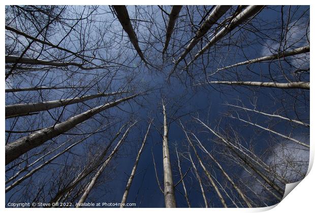 Tall Straight Leafless Aspen Trees. Print by Steve Gill