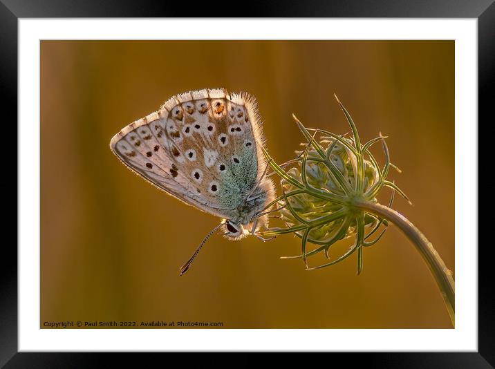 Chalkhill Blue Backlit by the Setting Sun Framed Mounted Print by Paul Smith