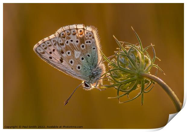 Chalkhill Blue Backlit by the Setting Sun Print by Paul Smith