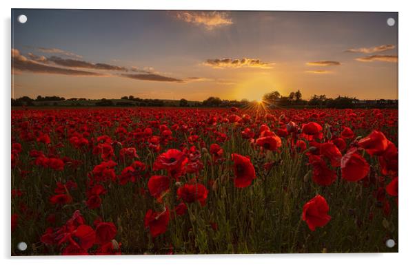 Poppy Field Sunset Acrylic by Paul Smith