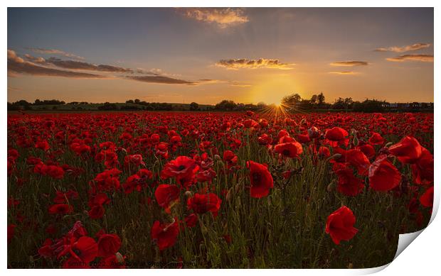 Poppy Field Sunset Print by Paul Smith