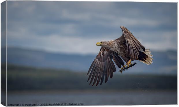 White-Tailed Sea Eagle with Catch Canvas Print by Paul Smith