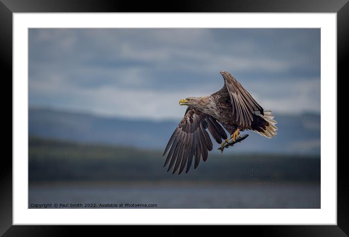 White-Tailed Sea Eagle with Catch Framed Mounted Print by Paul Smith