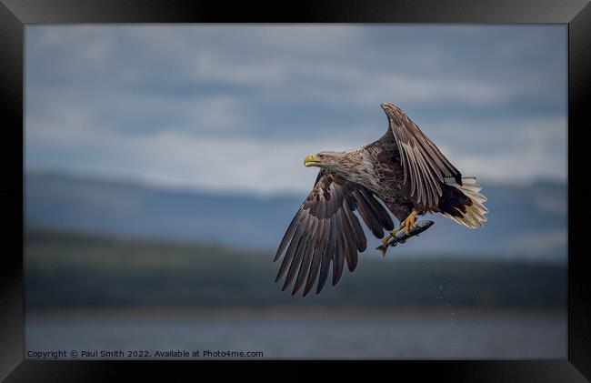 White-Tailed Sea Eagle with Catch Framed Print by Paul Smith