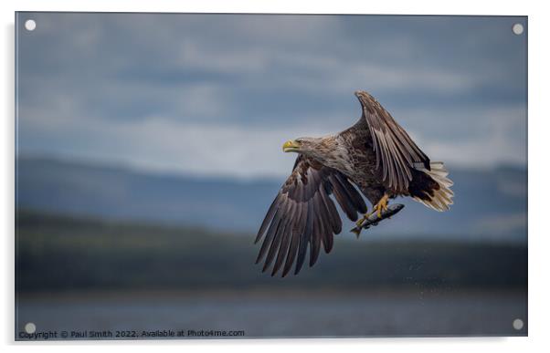 White-Tailed Sea Eagle with Catch Acrylic by Paul Smith