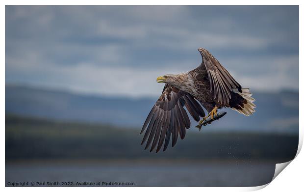 White-Tailed Sea Eagle with Catch Print by Paul Smith