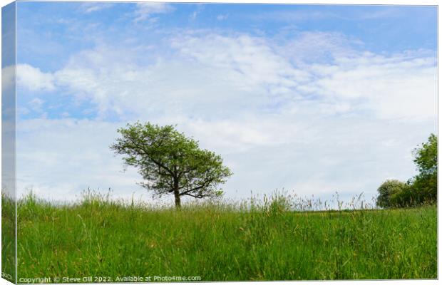 Solitary Tree in the Middle of a Field. Canvas Print by Steve Gill