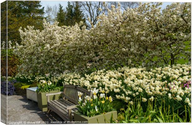 Stunning  Spring Garden Display of White Apple Blossom and Daffodils. Canvas Print by Steve Gill