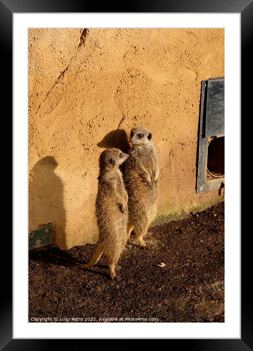 Watchful Meerkats of Chester Zoo Framed Mounted Print by Luigi Petro