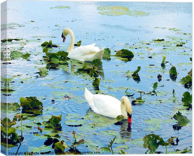 Lily Pond Swan Duo,Pembrokeshire. Canvas Print by paulette hurley