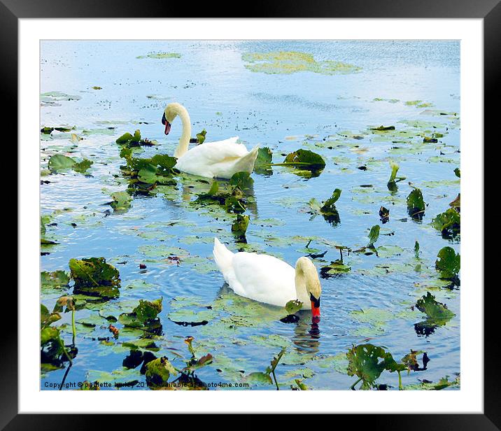 Lily Pond Swan Duo,Pembrokeshire. Framed Mounted Print by paulette hurley