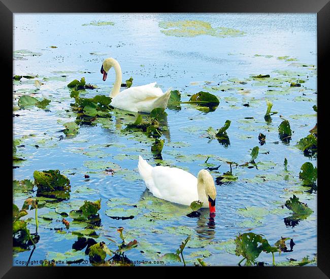 Lily Pond Swan Duo,Pembrokeshire. Framed Print by paulette hurley