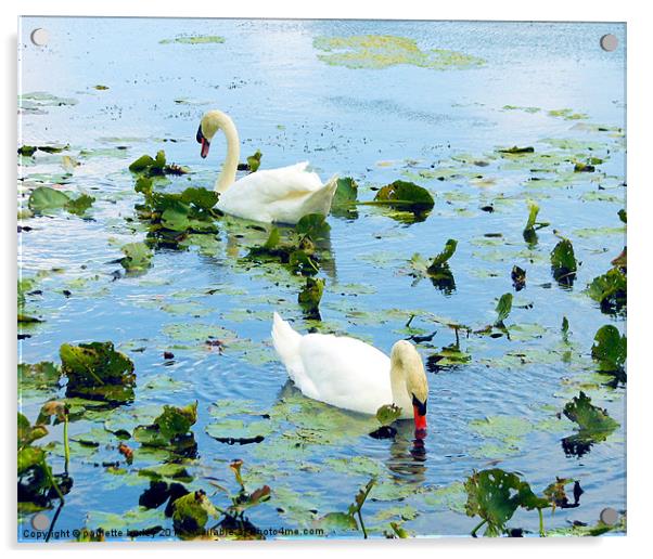 Lily Pond Swan Duo,Pembrokeshire. Acrylic by paulette hurley