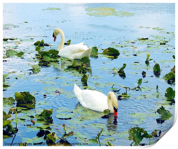 Lily Pond Swan Duo,Pembrokeshire. Print by paulette hurley