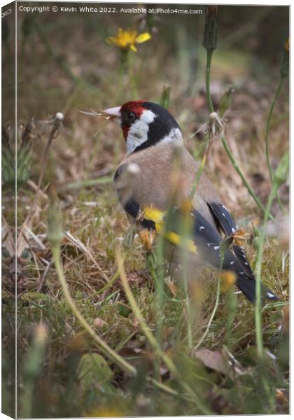 Goldfinch in the long grass Canvas Print by Kevin White