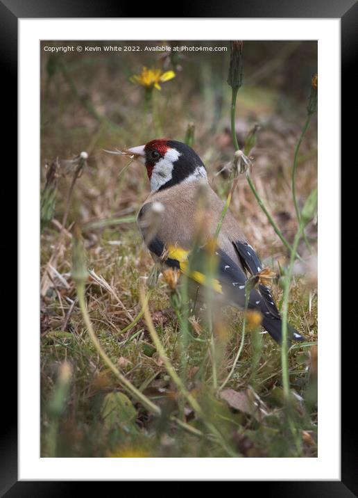 Goldfinch in the long grass Framed Mounted Print by Kevin White