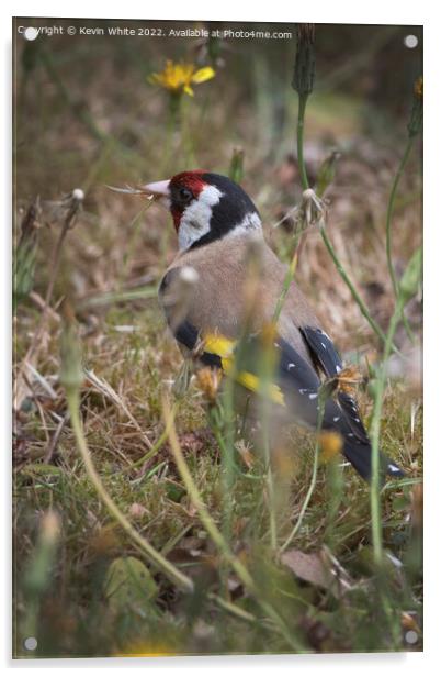 Goldfinch in the long grass Acrylic by Kevin White