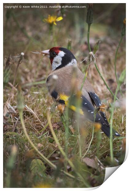 Goldfinch in the long grass Print by Kevin White