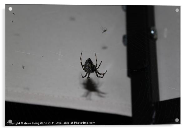 Garden Cross Spider,,Araneus Diadematus Acrylic by steve livingstone